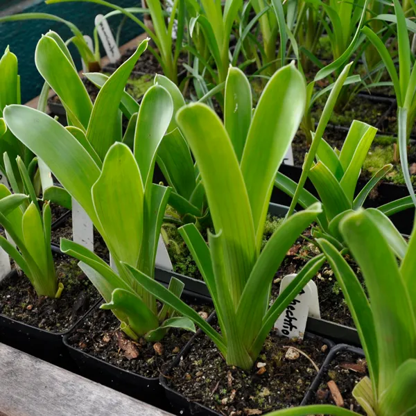 Brocchinia hectoides