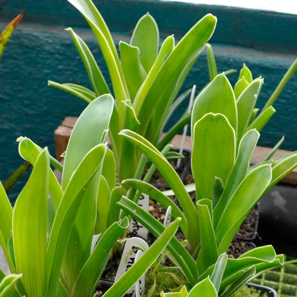 Brocchinia hectoides