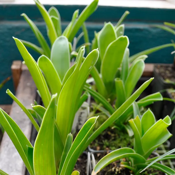 Brocchinia hectoides